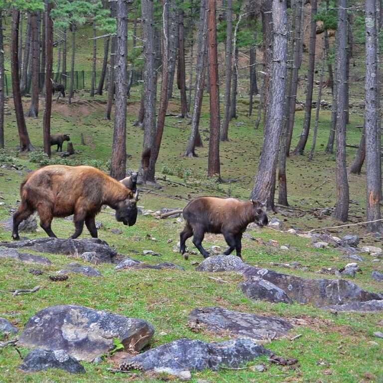 Motithang Takin Preserve